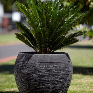 Gentong Pot Charcoal